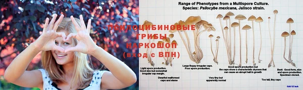 прущие грибы Балабаново